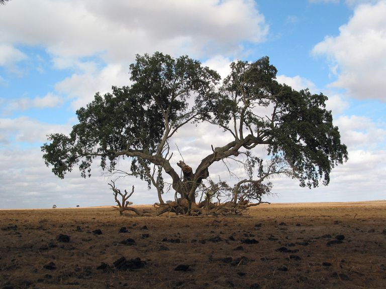 一棵极旧的树在干燥的土地中间