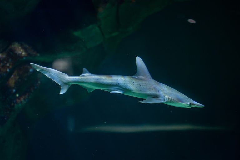 Bonnethead Shark（Sphyrna Tiburo）“class=