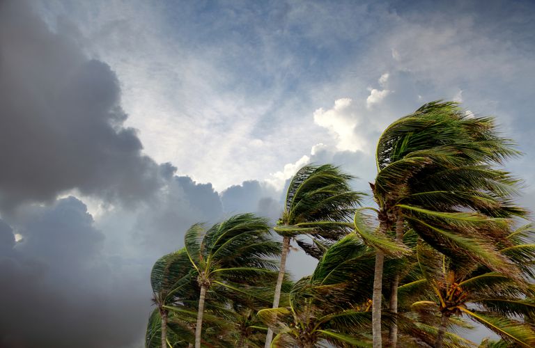 热带气旋天空和棕榈树在风中＂class=