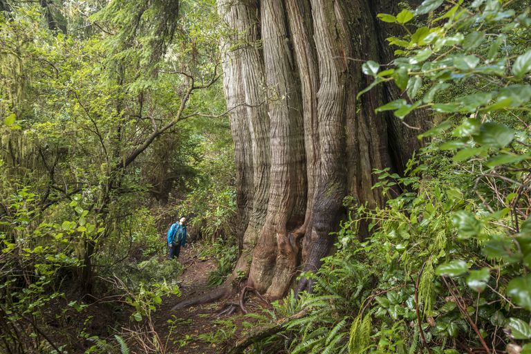 不列颠哥伦比亚省托菲诺附近米尔斯岛雨林中的一棵古老的生长树“class=