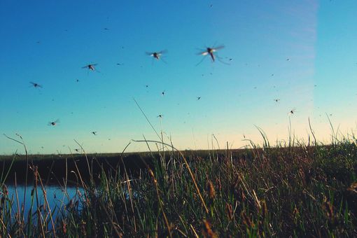 蚊子飞过田野，天空晴朗