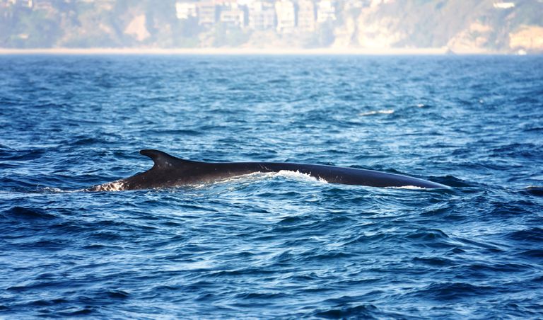 在加州达纳角外的水域游泳的长须鲸