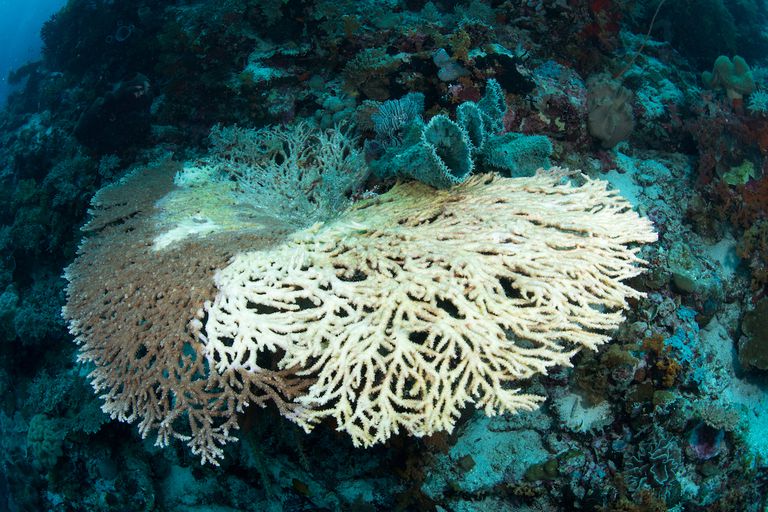 印度尼西亚瓦卡托比国家公园的死桌珊瑚白化