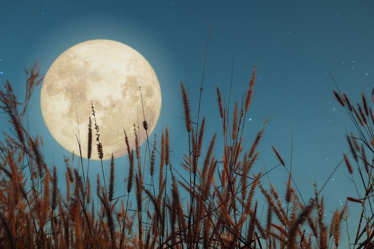 黄昏时满月在麦田上的特写。＂class=