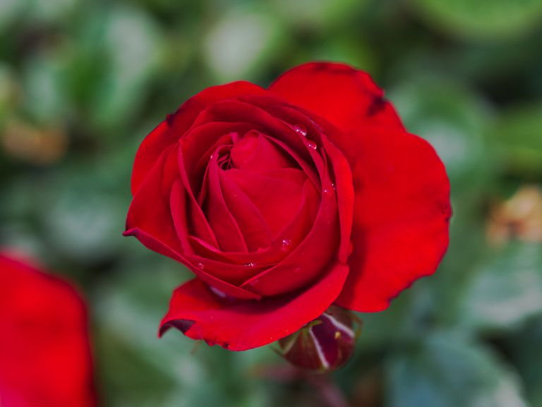微距聚焦单个血红色玫瑰开花与模糊的背景