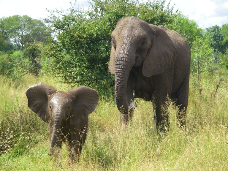 非洲大象母亲和婴儿在野外“class=