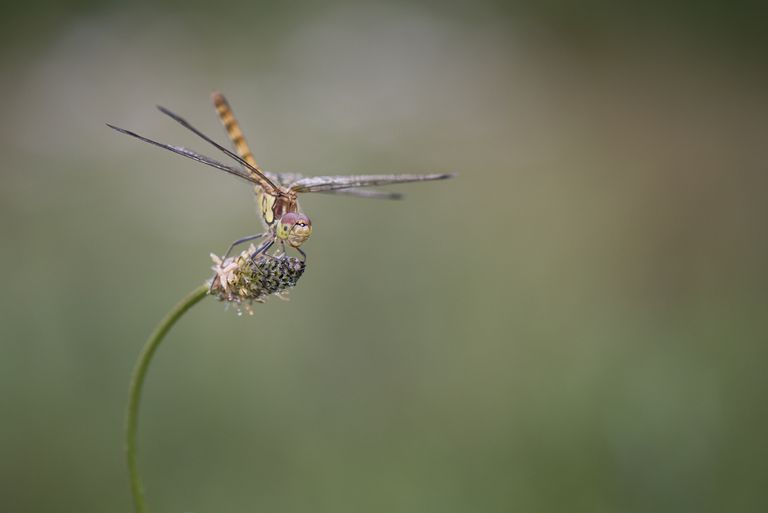 常见的达特蜻蜓，sympetrum striolatum，徘徊在花朵上“class=