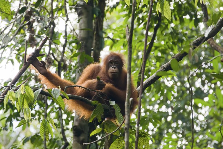 坐在树的猩猩在婆罗洲。＂class=