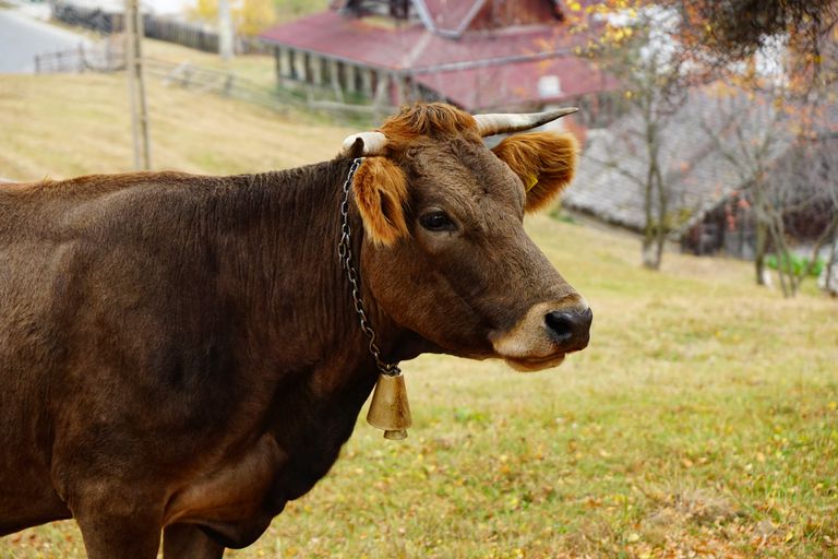 轮廓拍摄与贝尔衣领的驯化的奶牛母牛在小村庄前面“class=