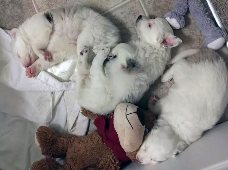 三只小狗睡在一起
