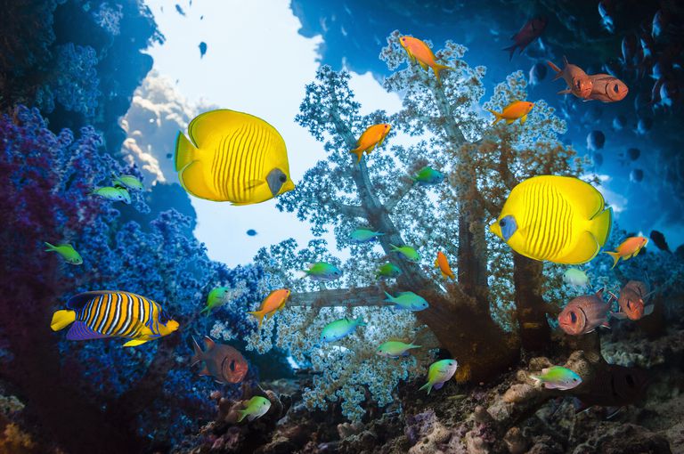 热带鱼在珊瑚礁周围游动。