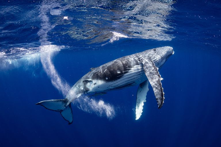 水下的座头鲸。“class=