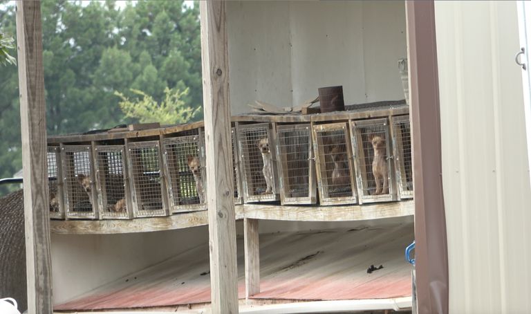 在Puppy磨房的被笼养的养犬在Pocahontas，阿肯色州“class=