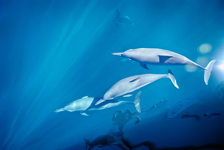 一群海豚在澳大利亚一起游泳“class=