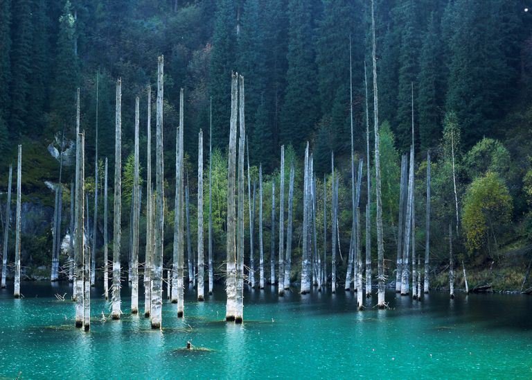 又高又细的树木从浅蓝色的湖水中露出来。＂class=