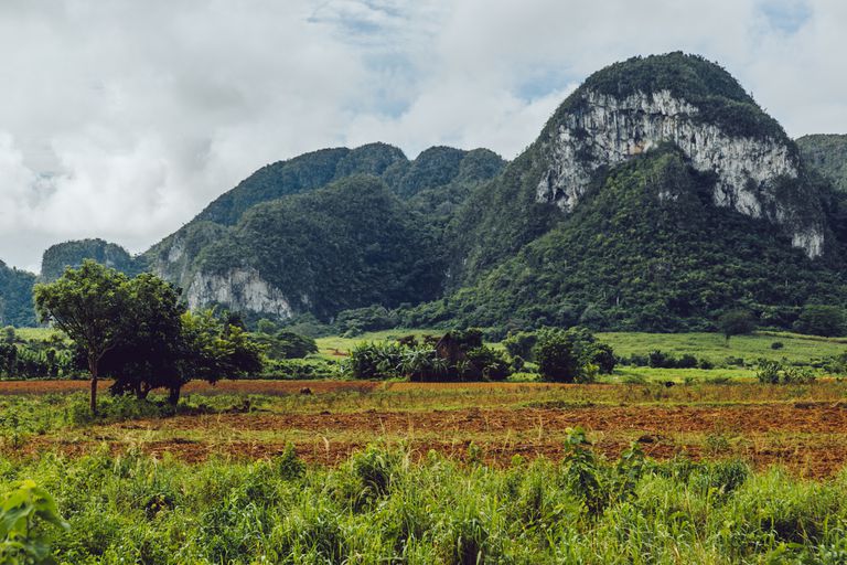 Viñales山谷的景观，在地面上生长着一排排的植物，在远处白云密布的天空下，大型石灰岩岩层被绿色植物覆盖