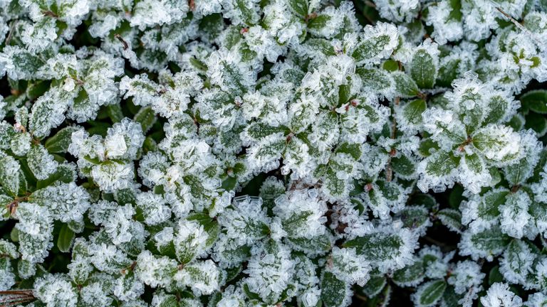 lingonberry叶在雪地里