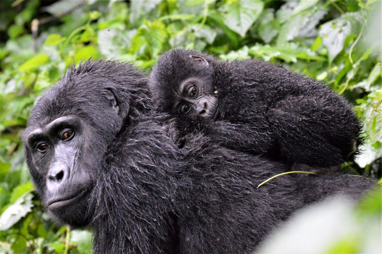 婴儿山大猩猩在Bwindi冒险的森林，乌干达，在密集的植被中致力于母亲。