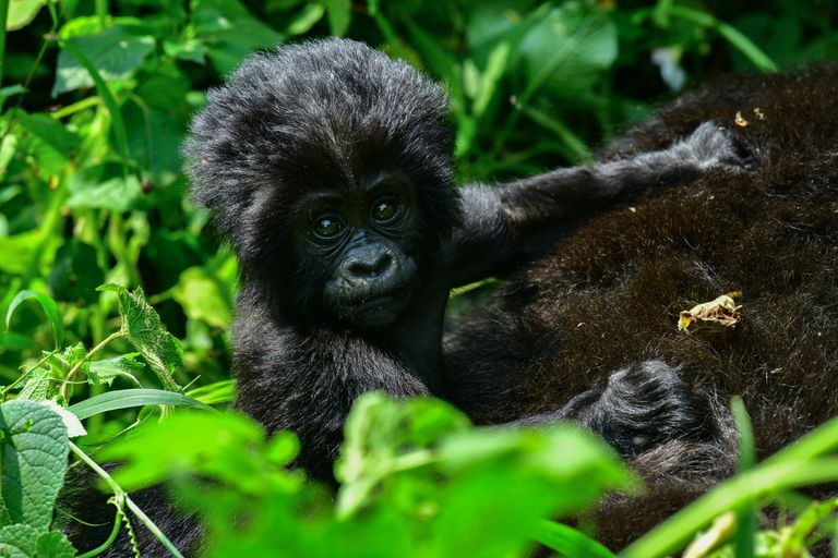 婴儿山大猩猩在Bwindi不可穿越的国家公园在乌干达“class=