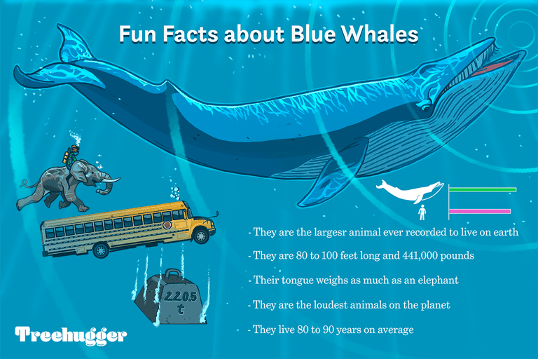 关于蓝鲸的有趣事实