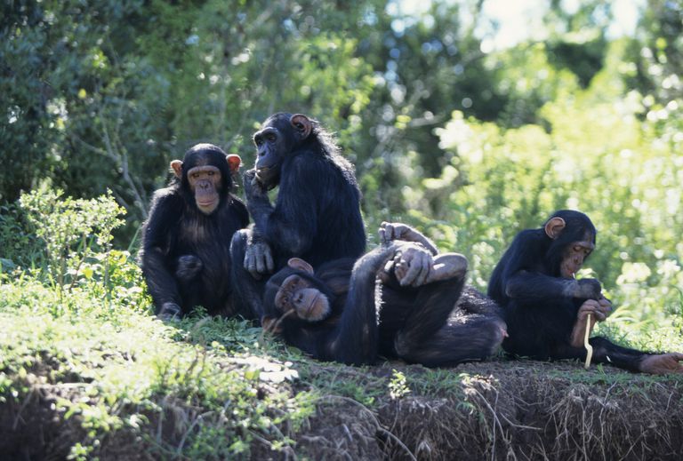一群黑猩猩坐着躺在阴凉处＂class=