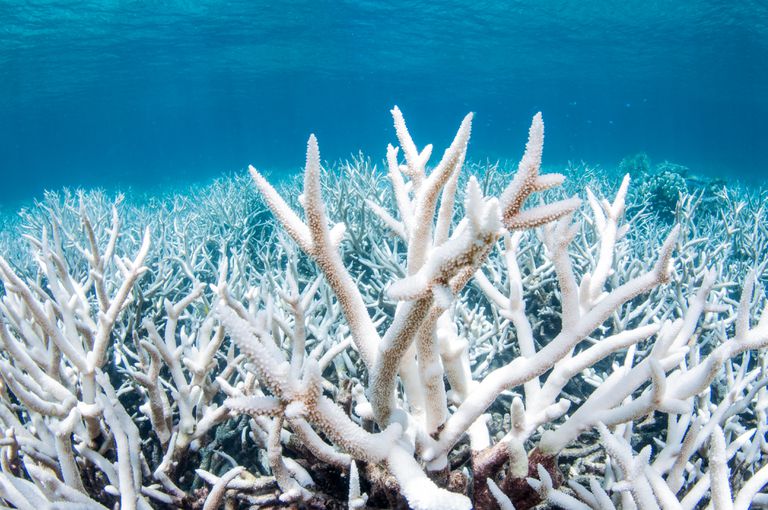 珊瑚漂白在澳大利亚的大堡礁“class=