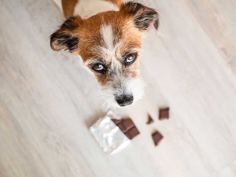 小杂种狗用巧克力