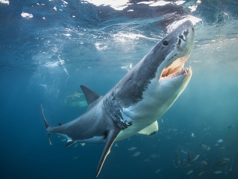 在海滨的海洋表面附近的伟大的白色鲨鱼附近，澳大利亚