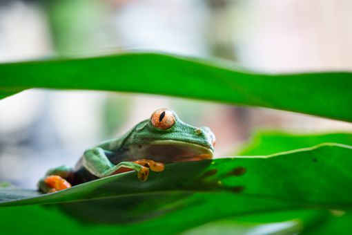 哥斯达黎加彩蛙