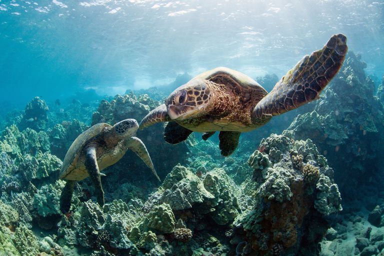 两只棕色海龟在蓝色的海洋里游过珊瑚