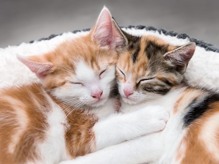两个可爱的小猫在一个蓬松的白色床上“class=