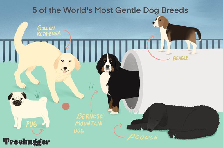 世界上最温柔的狗品种的插图