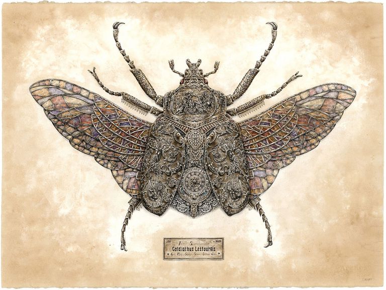 珍贵的小昆虫艺术系列史蒂芬·塞尔瓦特