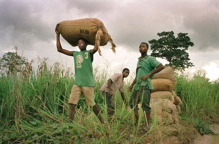 Cocoa农场的年轻工人在西非