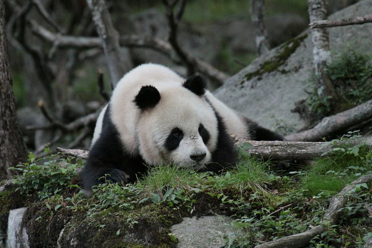 巨大的熊猫有非常特定的栖息地偏好。