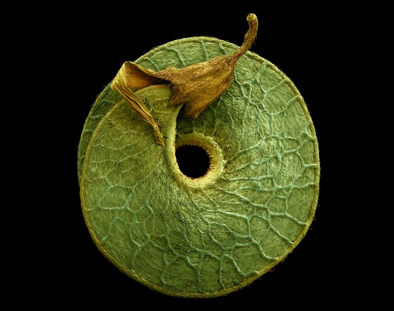 Rob Kesseler拍摄的花粉种子和果实的电子显微镜照片