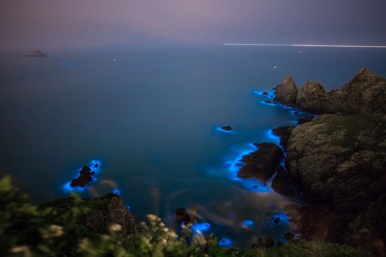 蓝色撕裂台湾的生物发光藻类“class=
