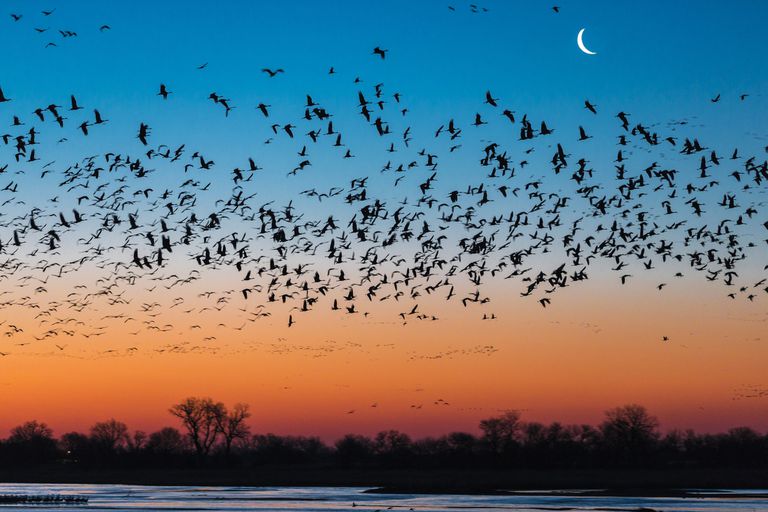 日落时分，一群沙丘鹤在普拉特河上空飞翔，水面上树木的剪影，地平线上橘红色的天空，蓝色的天空，上面可以看到银色的月亮