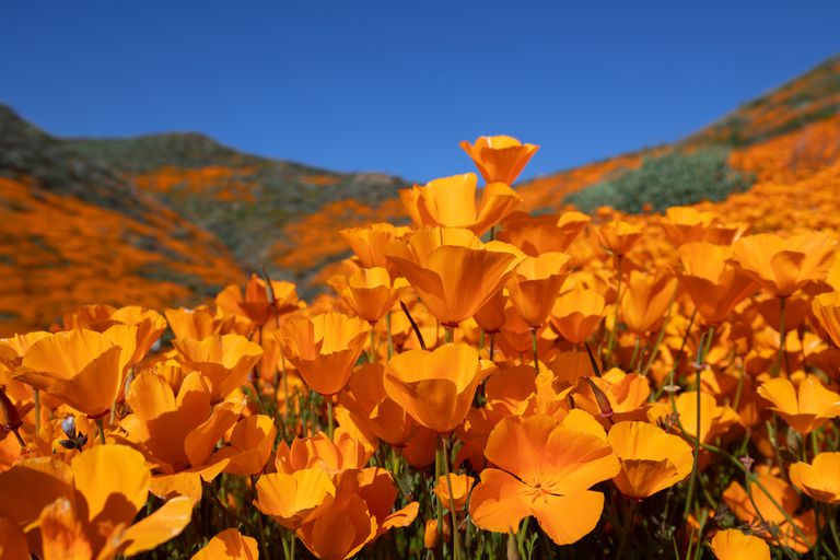埃尔西诺湖附近的加利福尼亚罂粟花