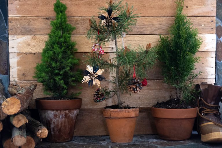 三棵盆栽圣诞树，一棵有装饰，旁边是原木和靴子