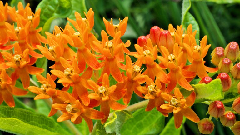 近距离生动的橙色蝴蝶杂草花Asclepias Tuberosa
