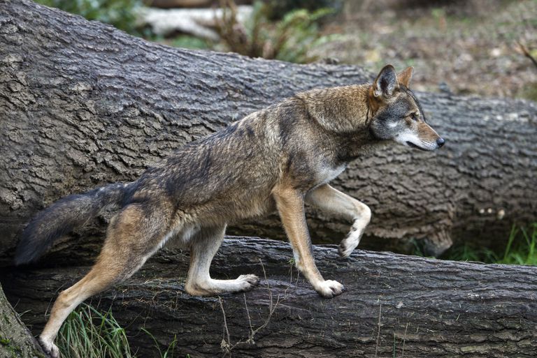 据信只留在野外的20个红色狼。