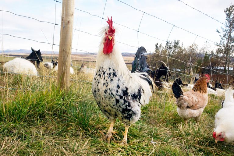 冰岛鸡的图象在农场设置的“class=