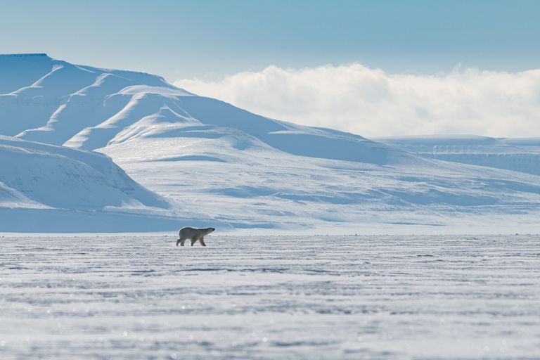 一只北极熊在平坦的海面上行走，海面上覆盖着海冰，背景是一座被雪覆盖的山，蓝天和低空的白云在上面