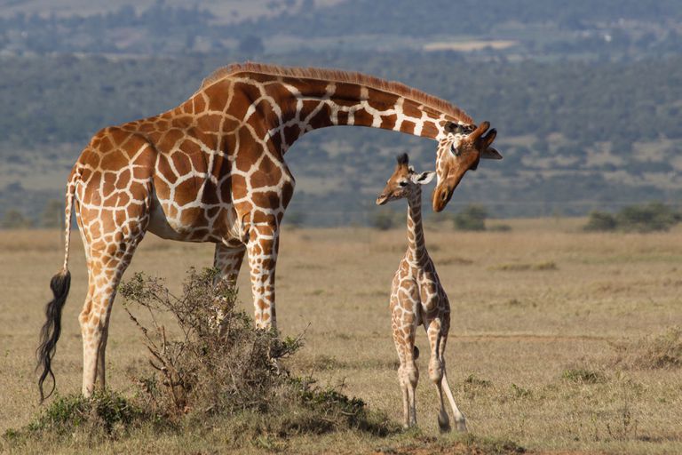 母亲和年轻网上长颈鹿在Laikipia，肯尼亚。“class=